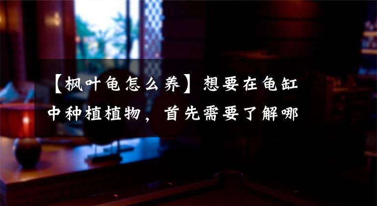 【枫叶龟怎么养】想要在龟缸中种植植物，首先需要了解哪些知识？