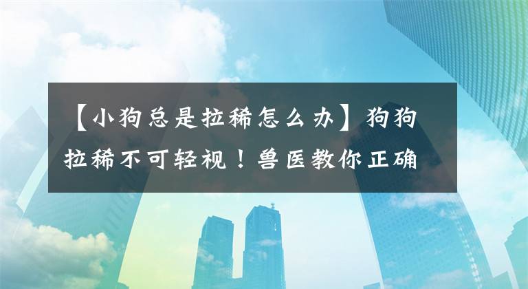 【小狗总是拉稀怎么办】狗狗拉稀不可轻视！兽医教你正确应对狗狗拉肚子的八种措施