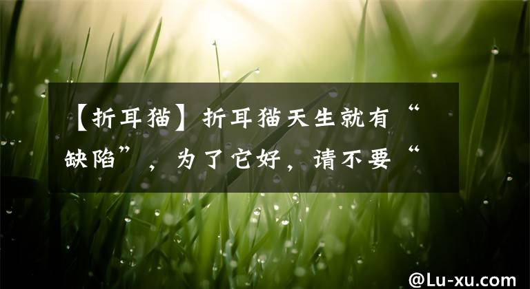 【折耳猫】折耳猫天生就有“缺陷”,为了它好,请不要“养”它