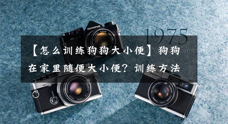 【怎么训练狗狗大小便】狗狗在家里随便大小便？训练方法真的很简单哦！