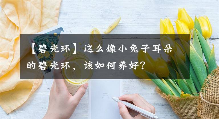 【碧光环】这么像小兔子耳朵的碧光环，该如何养好？