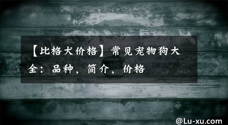 【比格犬价格】常见宠物狗大全：品种，简介，价格