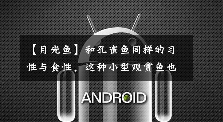 【月光鱼】和孔雀鱼同样的习性与食性，这种小型观赏鱼也能饲养到爆缸