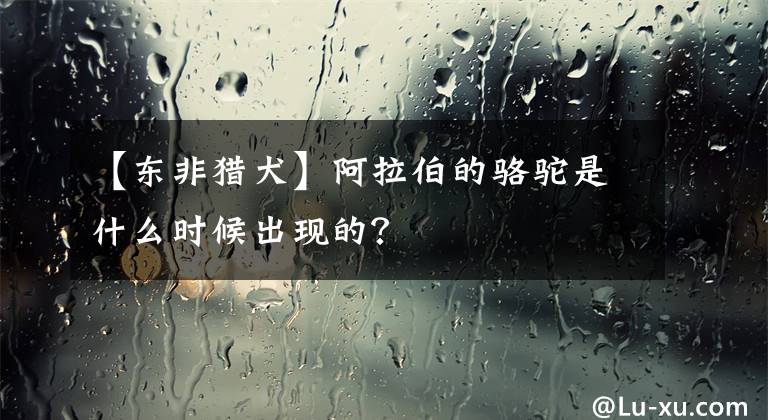 【东非猎犬】阿拉伯的骆驼是什么时候出现的？