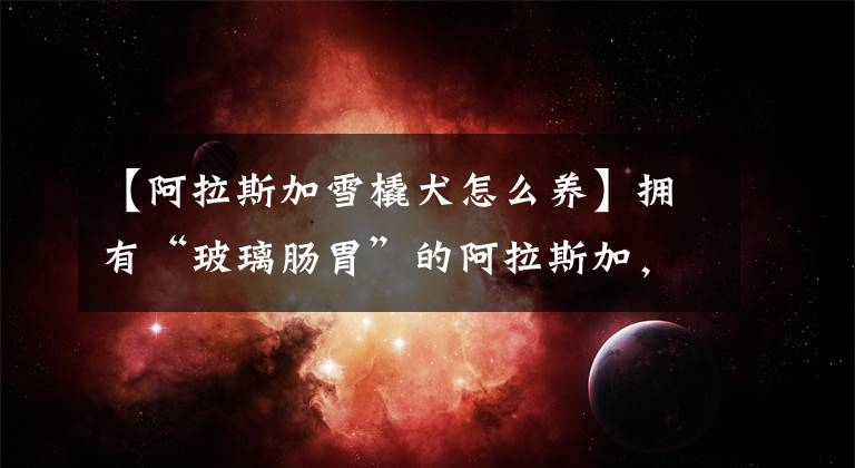 【阿拉斯加雪橇犬怎么养】拥有“玻璃肠胃”的阿拉斯加，在喂养方面要注意什么