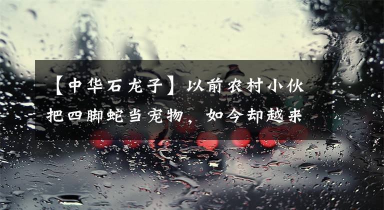 【中华石龙子】以前农村小伙把四脚蛇当宠物，如今却越来越难见到它
