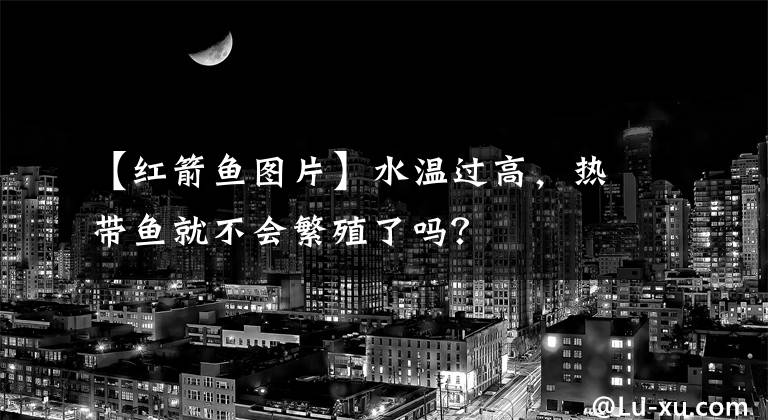 【红箭鱼图片】水温过高，热带鱼就不会繁殖了吗？