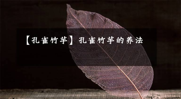 【孔雀竹芋】孔雀竹芋的养法