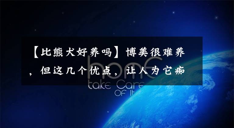 【比熊犬好养吗】博美很难养,但这几个优点,让人为它痴为它狂