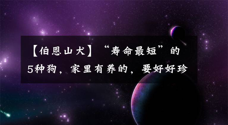 【伯恩山犬】“寿命最短”的5种狗，家里有养的，要好好珍惜
