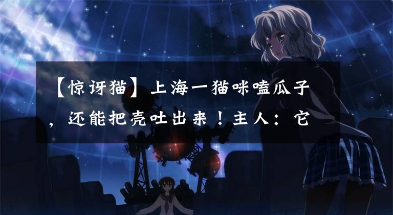 【惊讶猫】上海一猫咪嗑瓜子,还能把壳吐出来!主人:它第一次吃,挺惊讶的