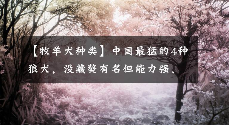 【牧羊犬种类】中国最猛的4种狼犬，没藏獒有名但能力强，最后一种不输德国黑背