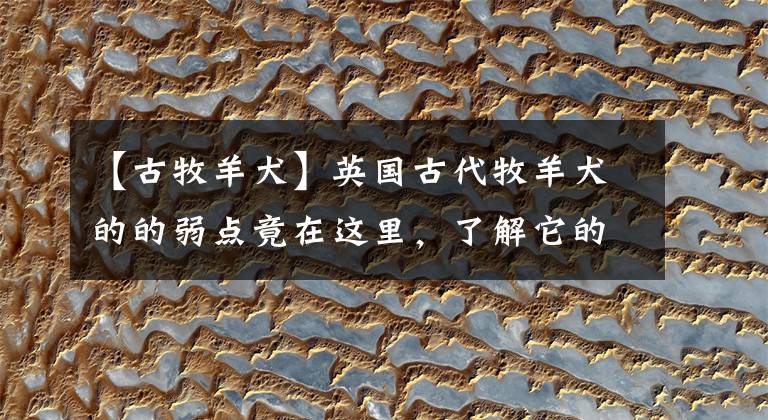 【古牧羊犬】英国古代牧羊犬的的弱点竟在这里,了解它的生活习性更好的保护它