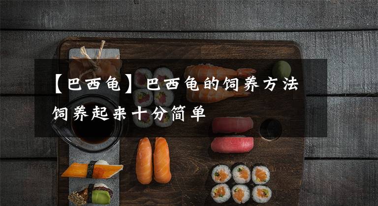 【巴西龟】巴西龟的饲养方法 饲养起来十分简单