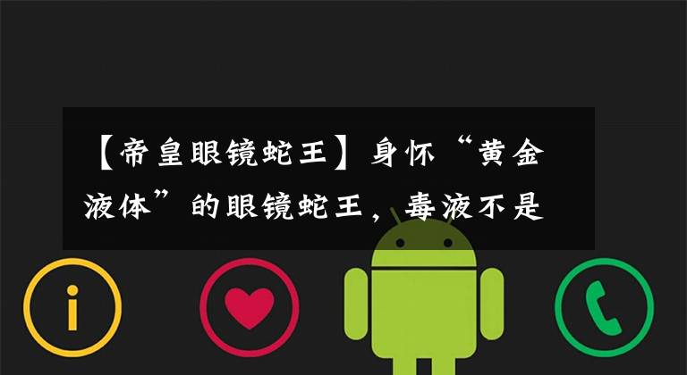 【帝皇眼镜蛇王】身怀“黄金液体”的眼镜蛇王,毒液不是最毒但是一定致命