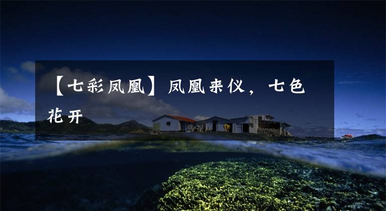 【七彩凤凰】凤凰来仪,七色花开