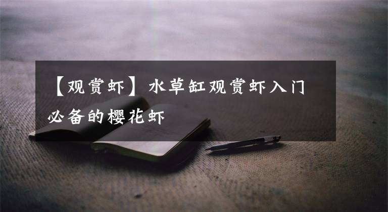 【观赏虾】水草缸观赏虾入门必备的樱花虾