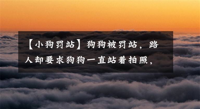 【小狗罚站】狗狗被罚站,路人却要求狗狗一直站着拍照,狗狗已经难受成了这样
