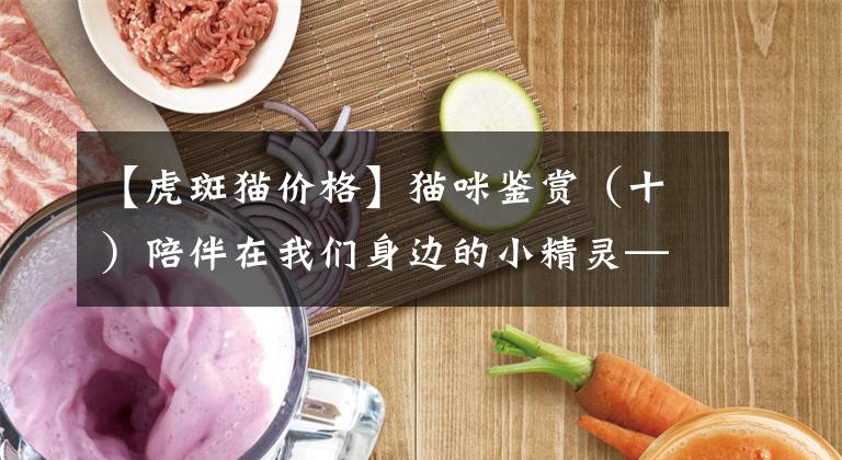 【虎斑猫价格】猫咪鉴赏(十)陪伴在我们身边的小精灵——缅因库恩猫