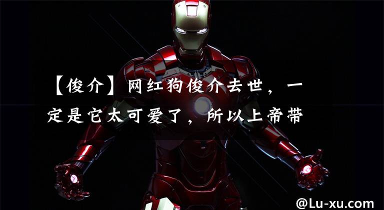 【俊介】网红狗俊介去世,一定是它太可爱了,所以上帝带走了它