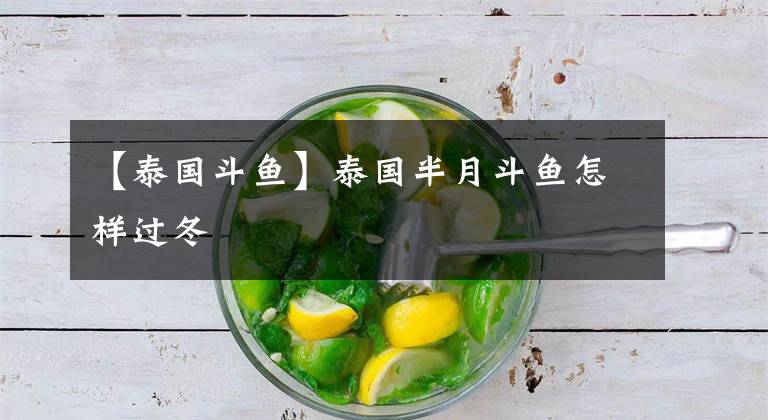 【泰国斗鱼】泰国半月斗鱼怎样过冬