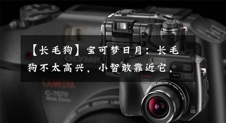 【长毛狗】宝可梦日月：长毛狗不太高兴，小智敢靠近它，长毛狗撞到了小智