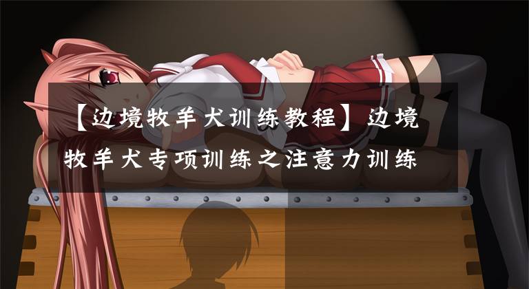 【边境牧羊犬训练教程】边境牧羊犬专项训练之注意力训练