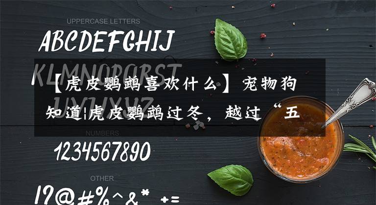 【虎皮鹦鹉喜欢什么】宠物狗知道|虎皮鹦鹉过冬，越过“五官”