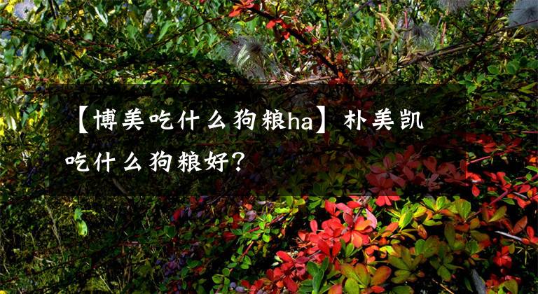 【博美吃什么狗粮ha】朴美凯吃什么狗粮好？