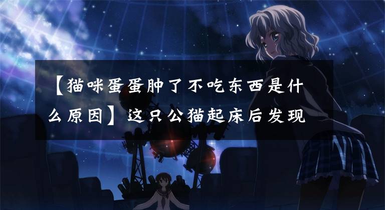 【猫咪蛋蛋肿了不吃东西是什么原因】这只公猫起床后发现“蛋不见了”,激烈的反应让我感到抱歉