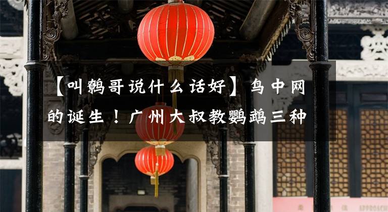 【叫鹩哥说什么话好】鸟中网的诞生!广州大叔教鹦鹉三种语言,一句话教了半个月