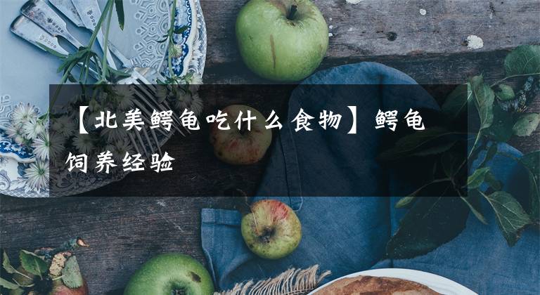 【北美鳄龟吃什么食物】鳄龟饲养经验