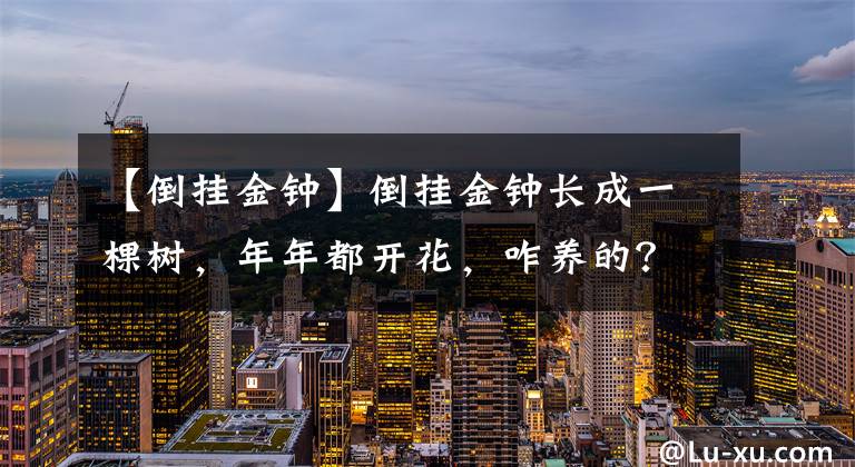 【倒挂金钟】倒挂金钟长成一棵树，年年都开花，咋养的？