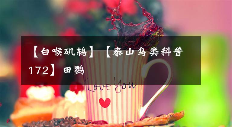 【白喉矶鸫】【泰山鸟类科普172】田鹨