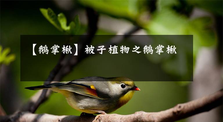 【鹅掌楸】被子植物之鹅掌楸