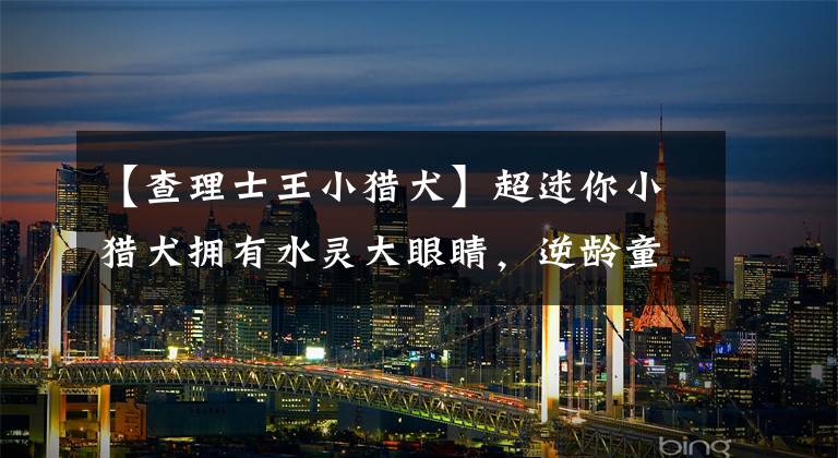 【查理士王小猎犬】超迷你小猎犬拥有水灵大眼睛，逆龄童颜让它一夜爆红