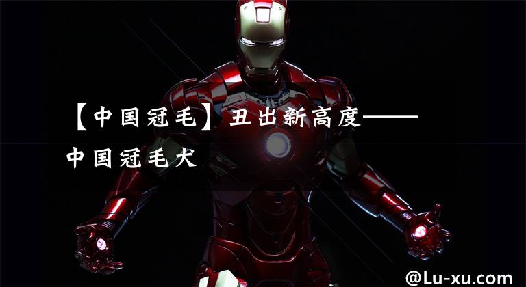 【中国冠毛】丑出新高度——中国冠毛犬