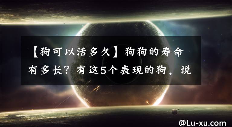 【狗可以活多久】狗狗的寿命有多长?有这5个表现的狗,说明已经变老了