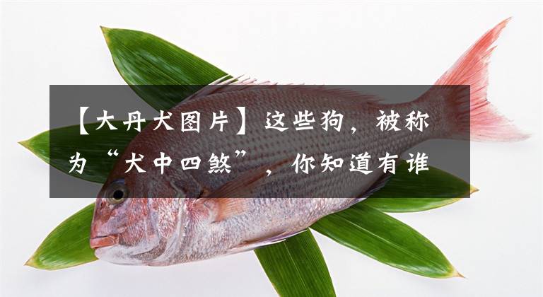 【大丹犬图片】这些狗，被称为“犬中四煞”，你知道有谁吗？