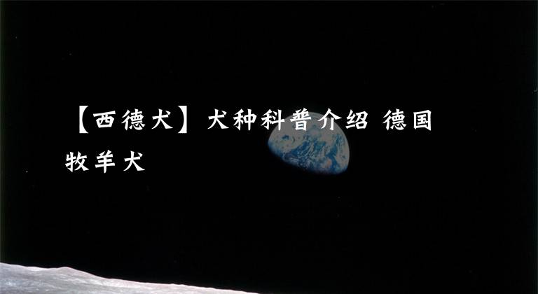 【西德犬】犬种科普介绍 德国牧羊犬