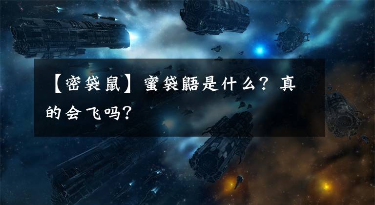 【密袋鼠】蜜袋鼯是什么?真的会飞吗?