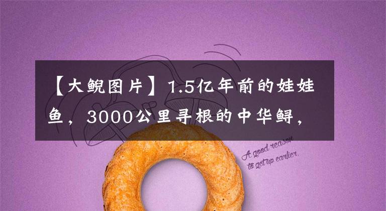 【大鲵图片】1.5亿年前的娃娃鱼,3000公里寻根的中华鲟,或因人类而灭绝