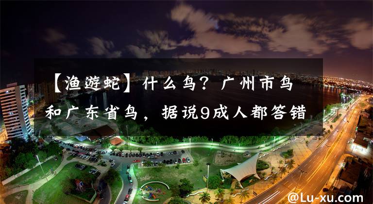 【渔游蛇】什么鸟？广州市鸟和广东省鸟，据说9成人都答错！本土动物你认识几个？