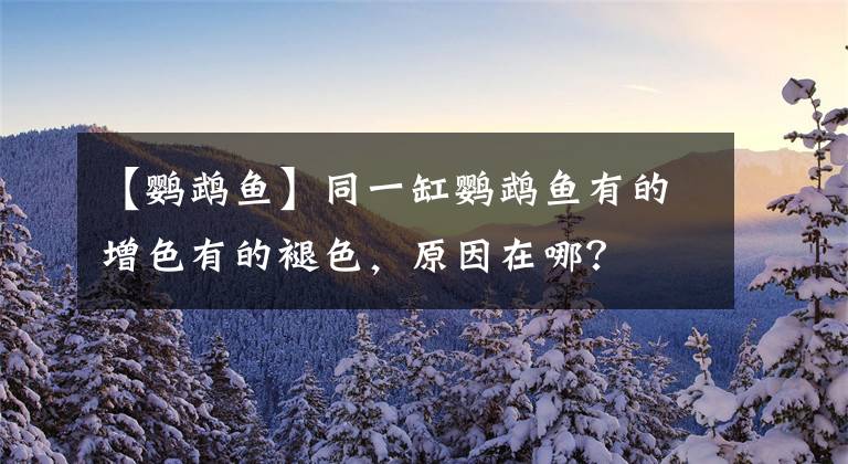 【鹦鹉鱼】同一缸鹦鹉鱼有的增色有的褪色，原因在哪？