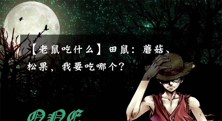 【老鼠吃什么】田鼠：蘑菇、松果，我要吃哪个？