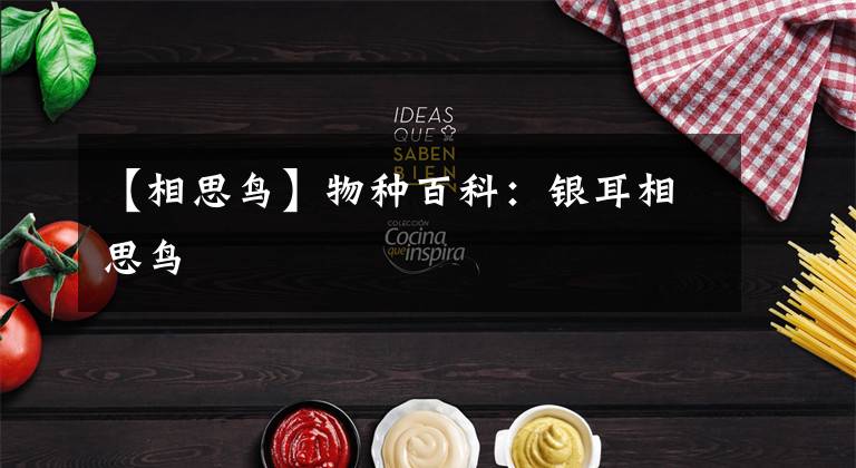 【相思鸟】物种百科：银耳相思鸟