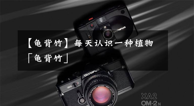 【龟背竹】每天认识一种植物「龟背竹」