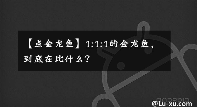 【点金龙鱼】1:1:1的金龙鱼，到底在比什么？