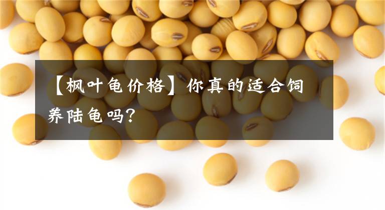 【枫叶龟价格】你真的适合饲养陆龟吗？