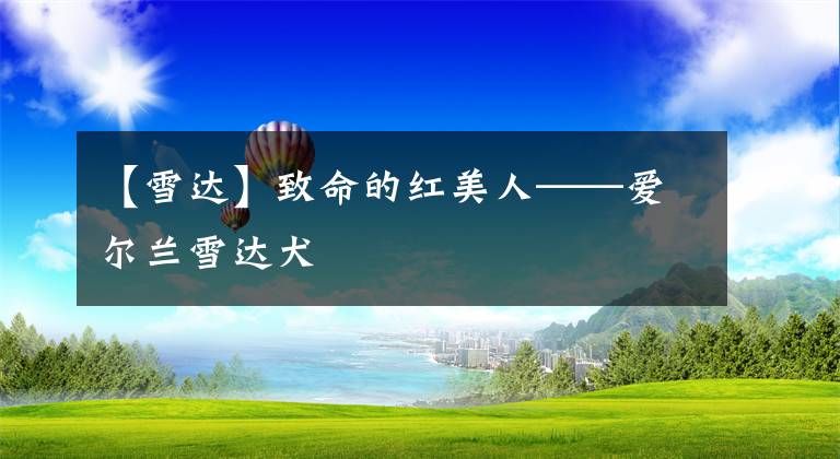 【雪达】致命的红美人——爱尔兰雪达犬